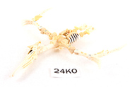 Thumbnail of item image
