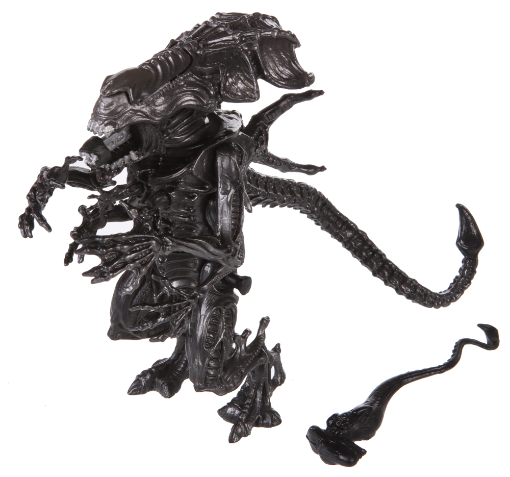 DOPPELGANGER　BLACKQUEEN ZZ Black Queen - Easy Plant- Low Light Plant-zamioculcas