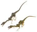 Picture of Coeolophysis (JP.04) 