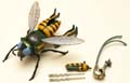 Picture of Waspinator