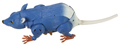 Packrat Image